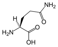 L-glutamin dalam diet keto